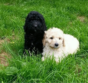 Goldendoodle - Wurferwartung F1 , Standard 