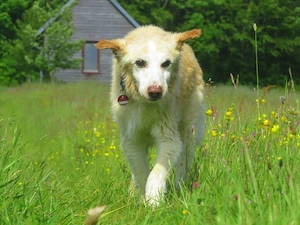 Liebevoller Akita Inu Rüde 13j. 50cm 13kg Oma-Begleithund Kinderlieb Katzenfreundlich 