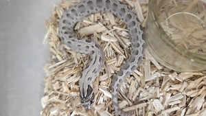 Axantic Conda 50% het Toffe 