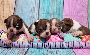 Boston Terrier Welpen Hündin 