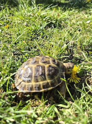 Vierzehenschildkröten,  Testudo Horsfieldi 0 0 6 von Aigust 2024 Bild 2