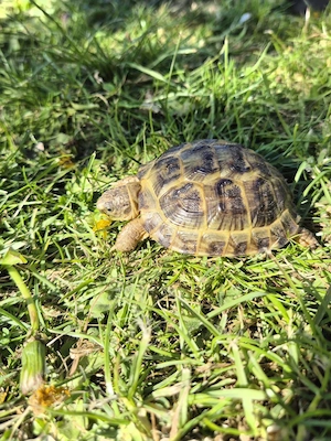 Vierzehenschildkröten,  Testudo Horsfieldi 0 0 6 von Aigust 2024