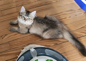 Wunderschöne Ragdoll - Britisch Kurzhaar Kitten abzugeben