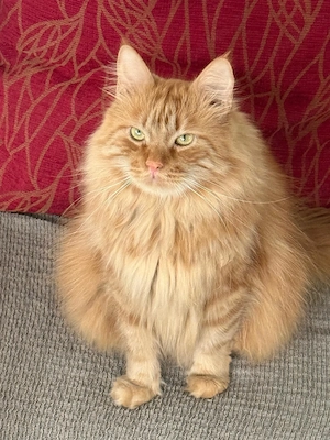 Zwei liebevolle Katzen suchen gemeinsam ein neues Zuhause