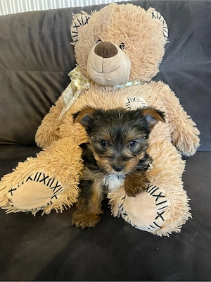 Yorkshire Terrier Mini