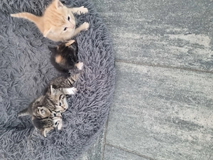 babykatze zu verkaufen 