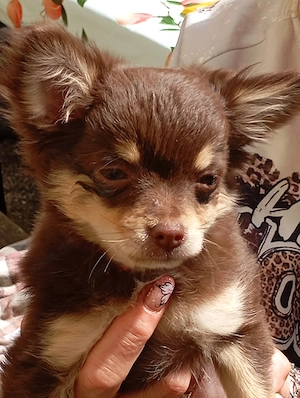 Chihuahua -Welpe, Mädchen 