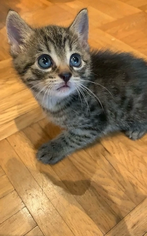 Kitten bengal mix