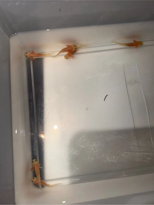harlekin Axolotl