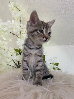 Ein Wundervoller Kater sucht neuen Dosenöffner