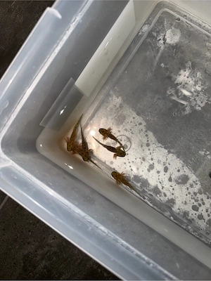 cooper axolotl