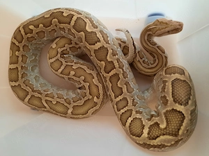 1.1 Hypo het Caramel Piebald Granit Tigerpythons 