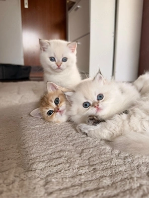 Bkh kitten