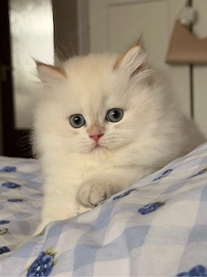 Bkh kitten