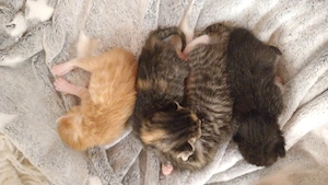 Hauskatze Kitten ab 10.08.2026, Maikätzchen (Anfragestop, alle vergeben)