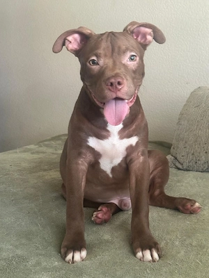 American Pocket Bully Rüde 