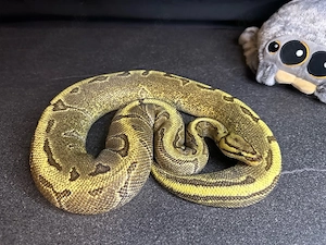 0.1 Enchi Fire Pinstripe