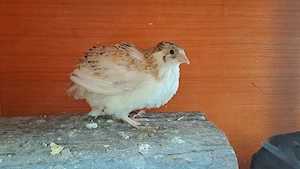 Junger Legewachtel Hahn Celadon Spalter 