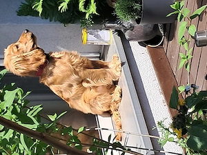 Coker spaniel  rüde 
