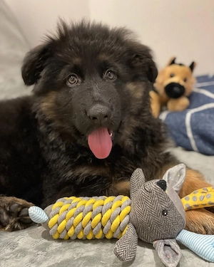 reinrassiger Deutscher Schäferhund