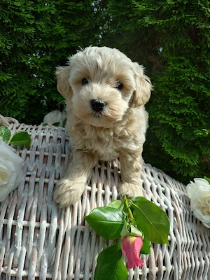 Maltipoo Welpen 