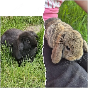 Kaninchenbabys