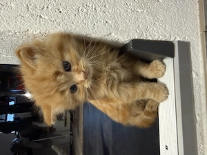 Katzenbaby, Baby kitten Perser-BKH mix