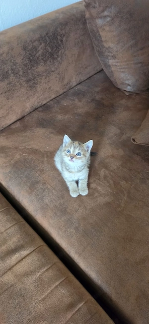 BKH Baby Katze Kitten Mädels
