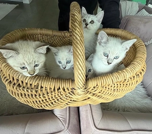 siam bkh mix kitten