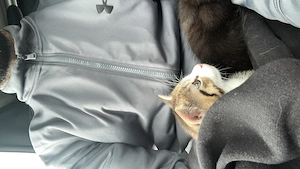 Mischling Kitten