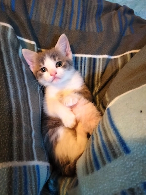 katzenbaby kitten weiblich 
