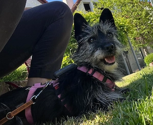Fröhliche Terrier-Mix-Hündin Finja sucht liebevolles Zuhause