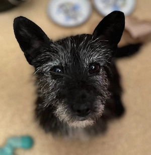 Fröhliche Terrier-Mix-Hündin Finja sucht liebevolles Zuhause