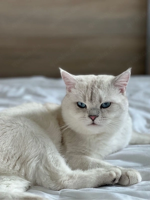BKH Deckkater mit Stammbaum & Tests + blaue Augen