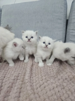 Heilige Birma Kitten