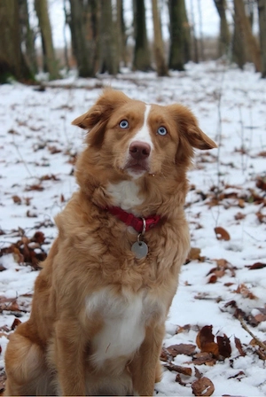 Wurfankündigung Nova Scotia Duck Tolling Retriever X Autralian Shepheard