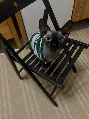 Sphynx Katze Cleopatra, 2 Jahre alt, nicht sterilisiert Bild 4