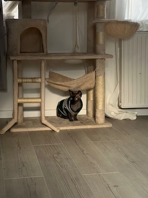 Sphynx Katze Cleopatra, 2 Jahre alt, nicht sterilisiert Bild 5