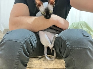 Sphynx Katze Cleopatra, 2 Jahre alt, nicht sterilisiert Bild 3