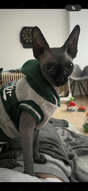 Sphynx Katze Cleopatra, 2 Jahre alt, nicht sterilisiert Bild 6