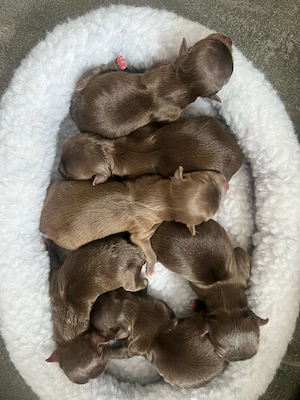  Chihuahua, Welpen zum Verkauf  