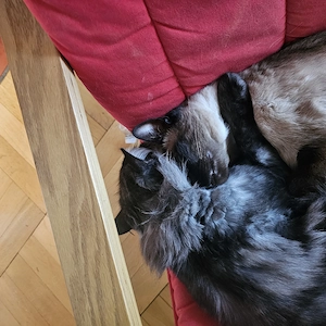 2 Kater und liebevolle Familie abzugeben