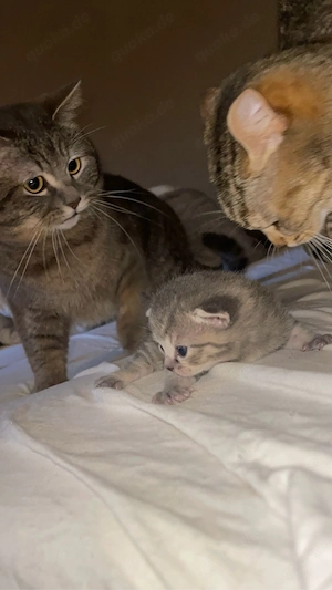 kitten baby