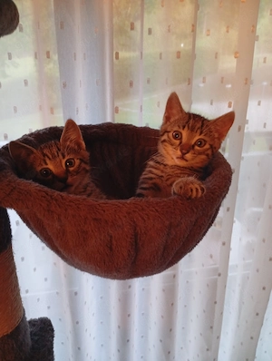 Katzenbaby suchen Neue Zuhause