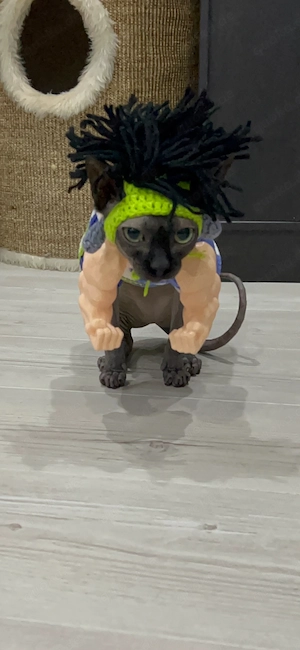 Sphynx Katze Cleopatra, 2 Jahre alt, nicht sterilisiert Bild 7