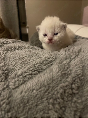 kitten bkh