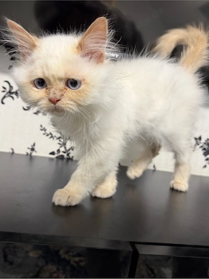 britisch kurz haar kater 