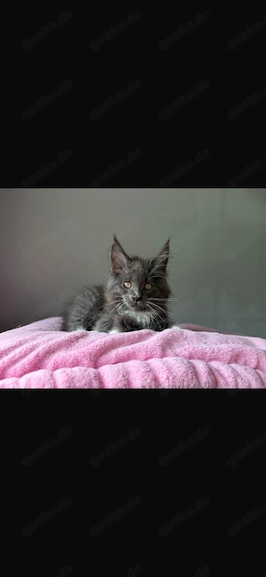 Maine Coon