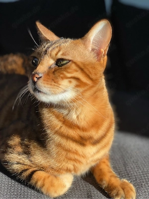 Bengalkatzen