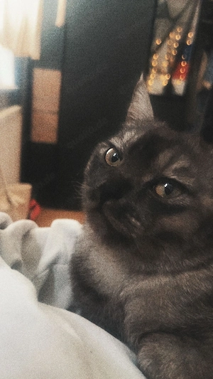 Persischer Kurzhaar Kater 
